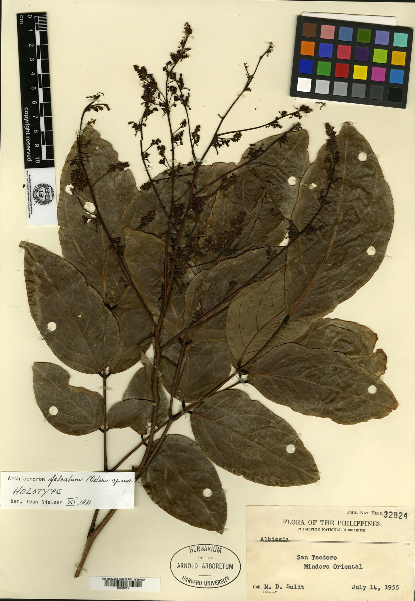 Archidendron falcatum