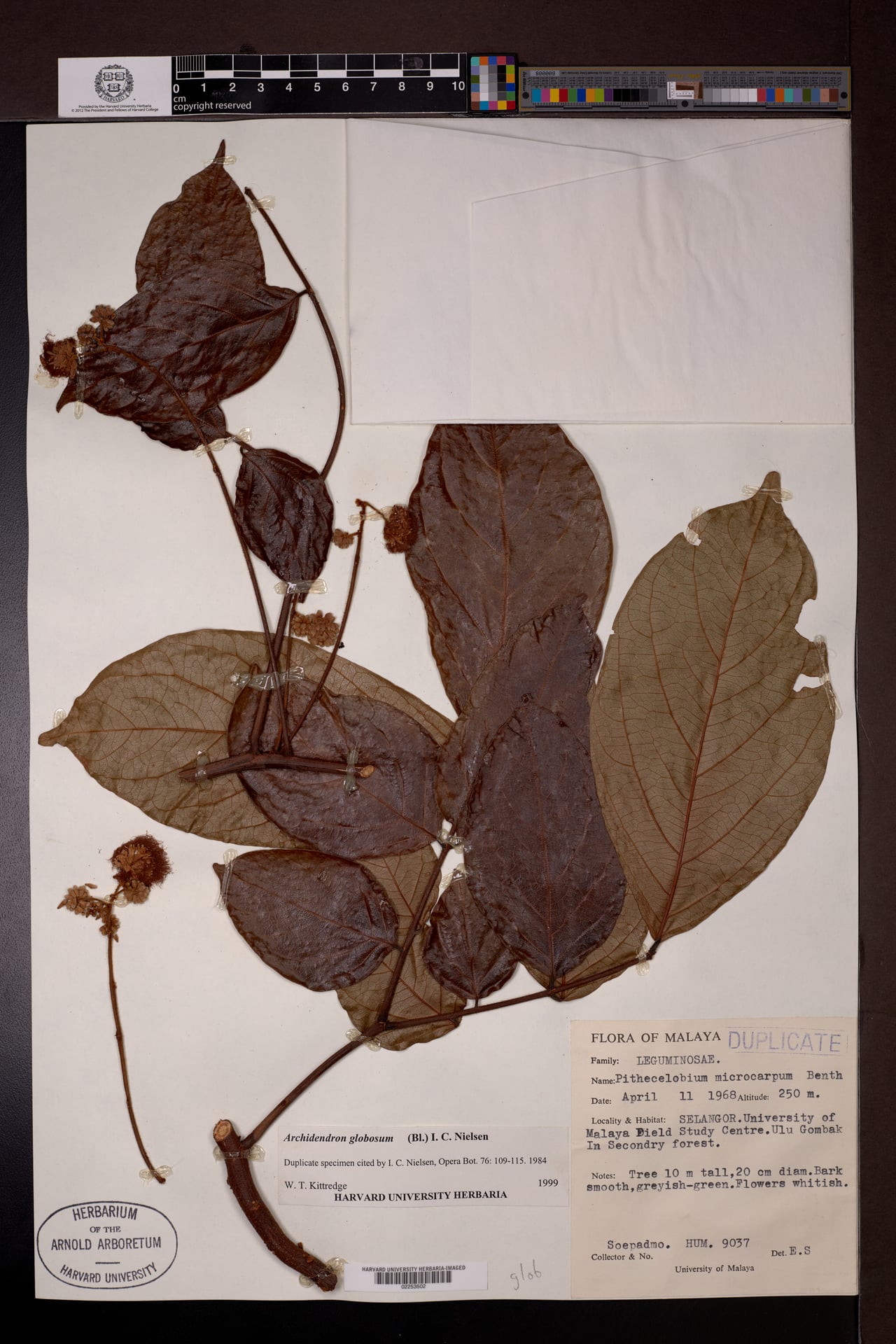 Archidendron globosum (Pokok bongak) — photo