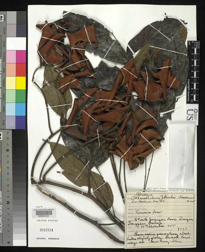 Archidendron globosum