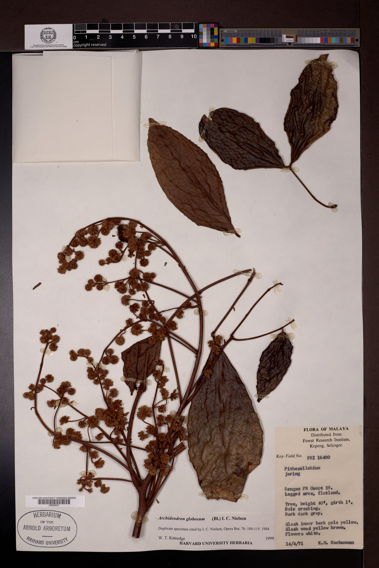 Archidendron globosum (Pokok bongak) — photo