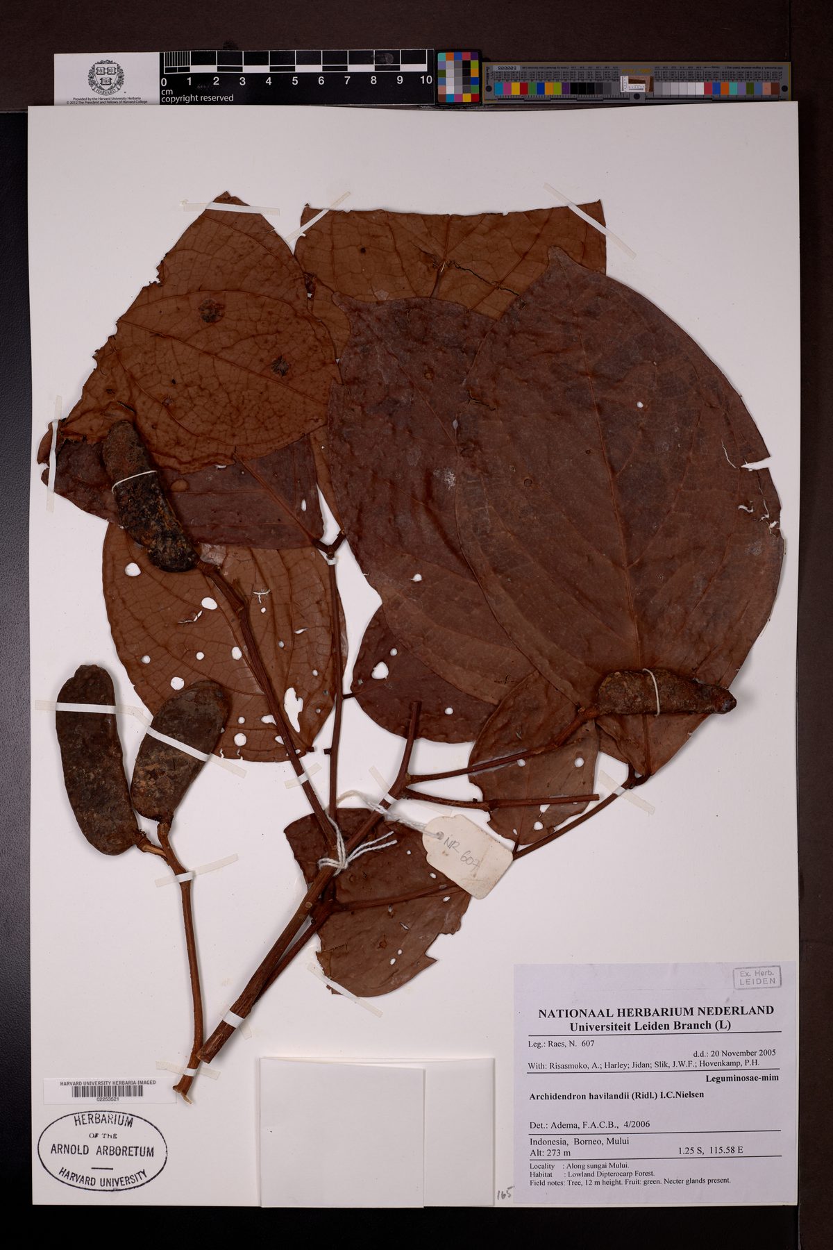 Archidendron havilandii
