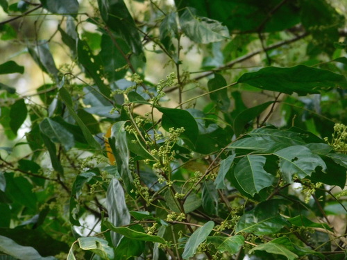 Archidendron jiringa (Jengkol) — photo