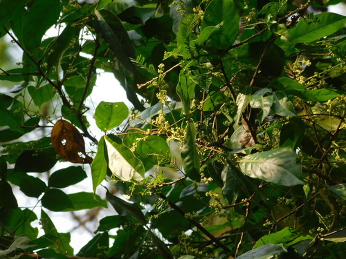 Archidendron jiringa (Jengkol) — photo