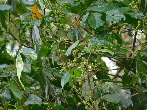 Archidendron jiringa