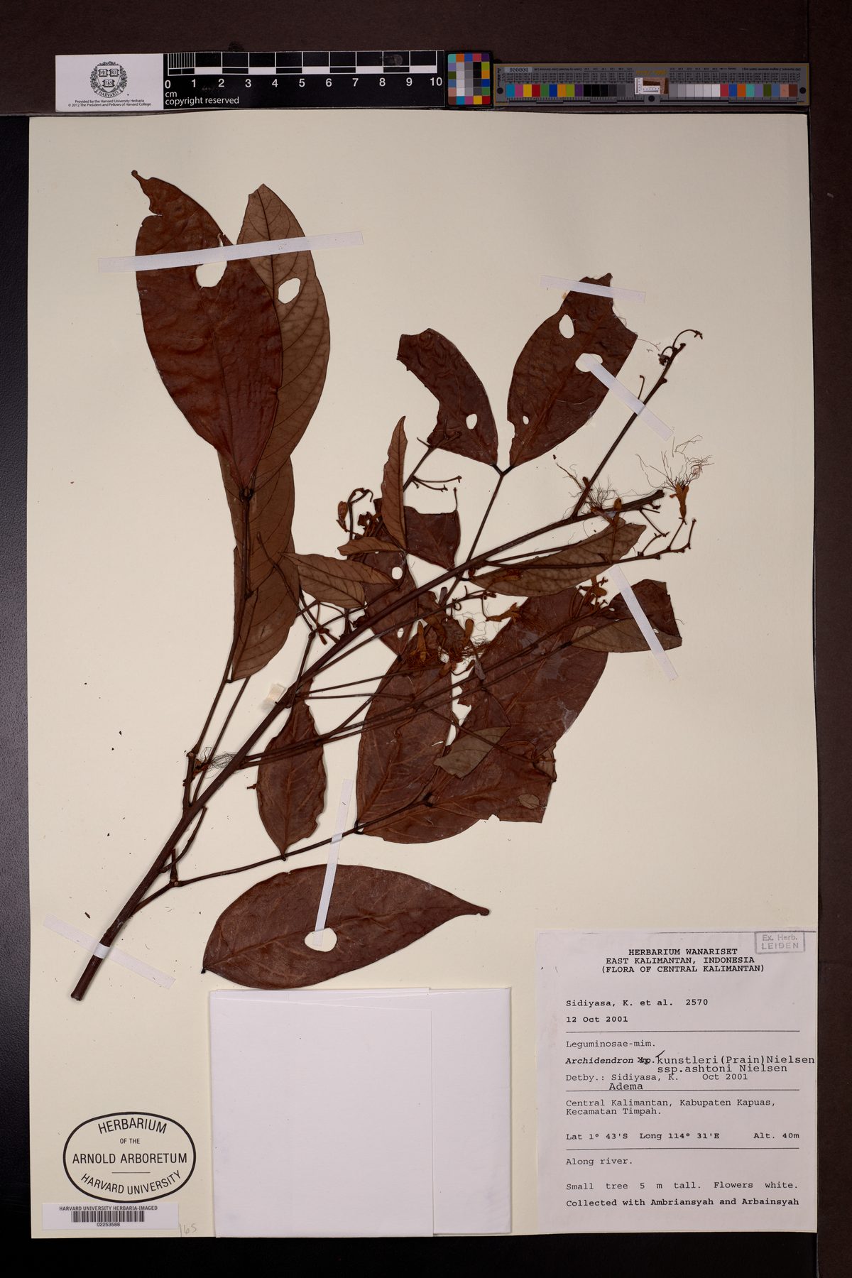 Archidendron kunstleri — photo