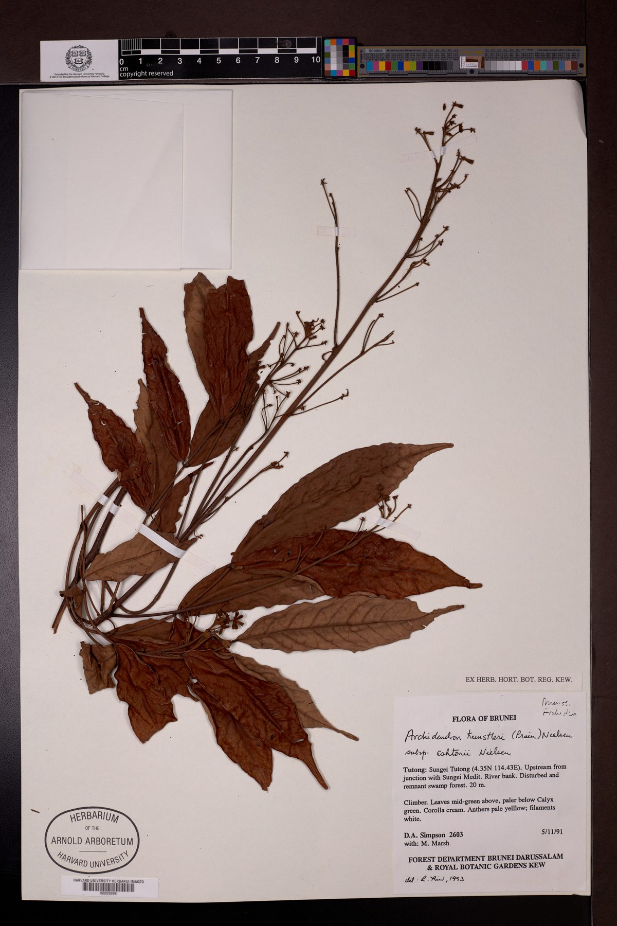 Archidendron kunstleri — photo
