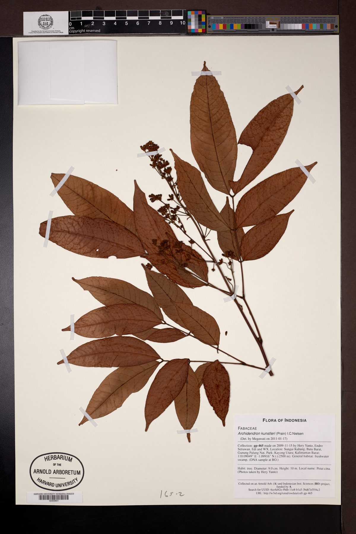 Archidendron kunstleri