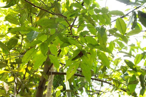 Archidendron microcarpum (Keredas) — photo