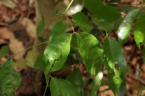 Archidendron microcarpum