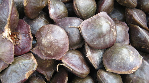 Archidendron pauciflorum (Jengkol) — photo