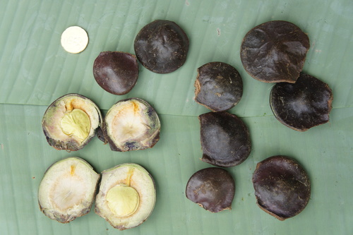 Archidendron pauciflorum (Jengkol) — photo