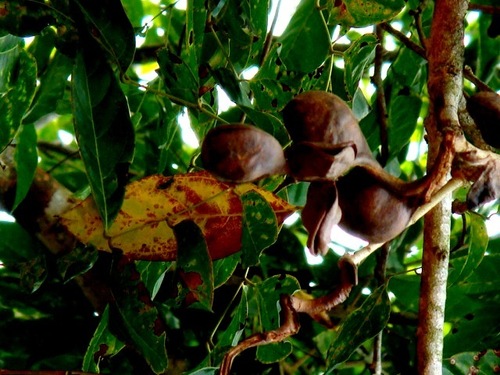Archidendron pauciflorum