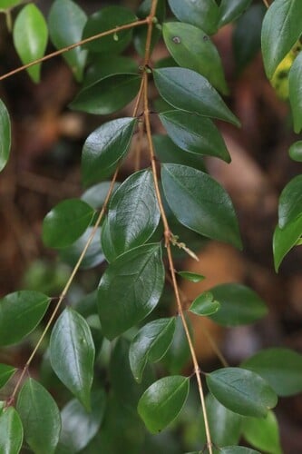 Archirhodomyrtus beckleri (Pink myrtle) — photo