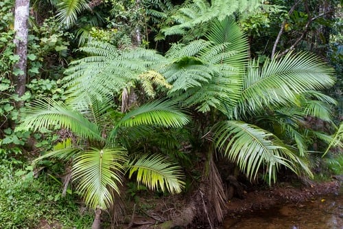 Archontophoenix alexandrae (Alexander palm) — photo
