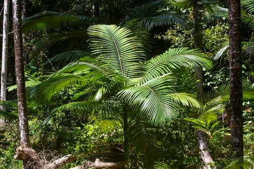 Archontophoenix alexandrae (Alexander palm) — photo