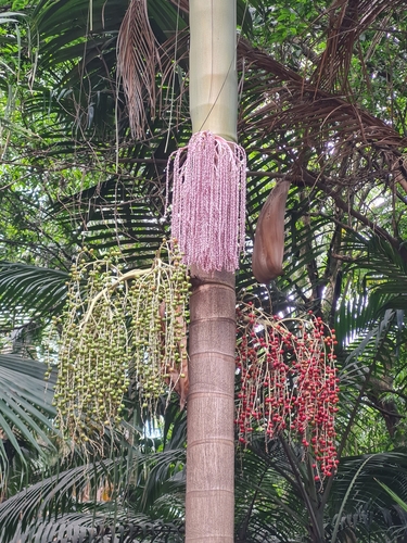 Archontophoenix cunninghamiana (Bangalow palm) — photo
