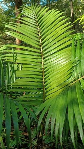 Archontophoenix cunninghamiana (Bangalow palm) — photo