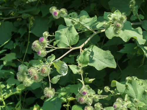Arctium lappa (Burdock) — photo