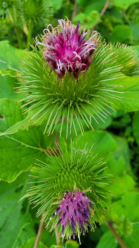 Arctium lappa (Burdock) — photo
