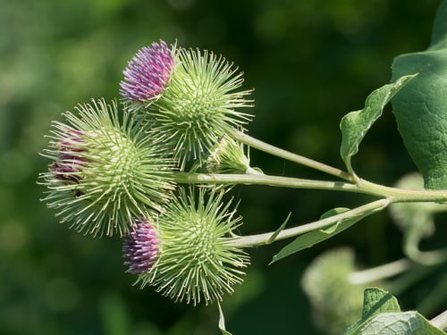 Burdock