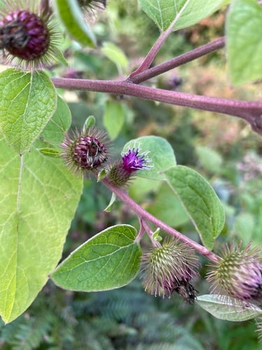 Arctium minus (Lesser Burdock) — photo