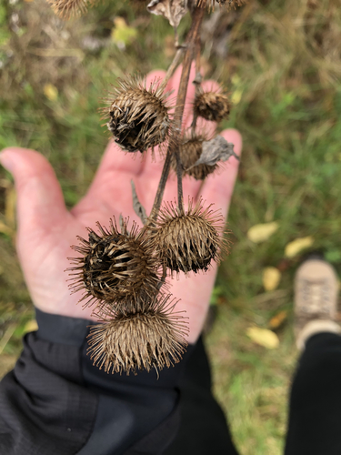 Arctium minus (Lesser Burdock) — photo
