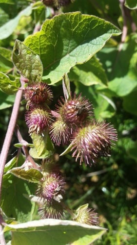 Arctium minus