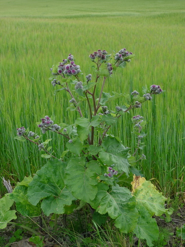 Arctium tomentosum var. glabrum — photo