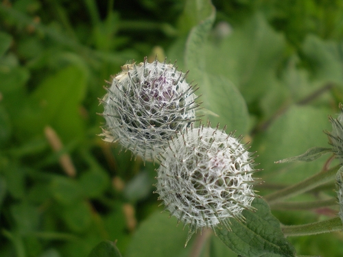 Arctium tomentosum var. glabrum — photo