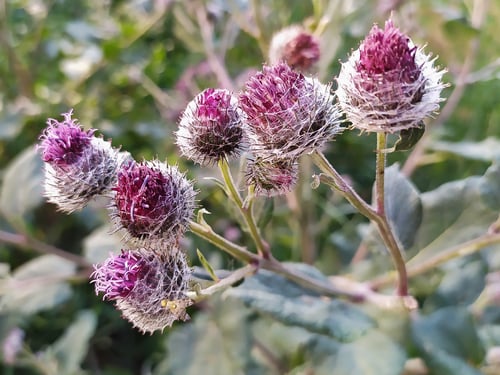 Arctium tomentosum var. glabrum