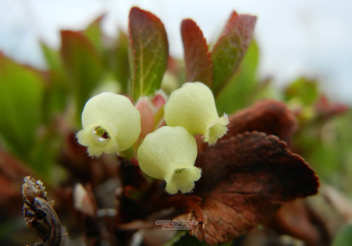 Arctostaphylos alpina (Alpine bearberry) — photo
