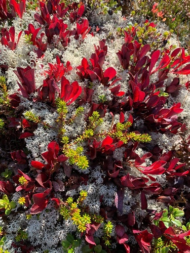 Arctostaphylos alpina (Alpine bearberry) — photo