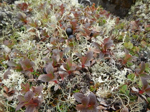 Arctostaphylos alpina