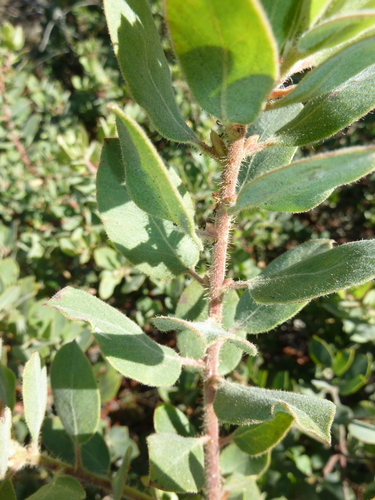 Arctostaphylos columbiana (Hairy manzanita) — photo