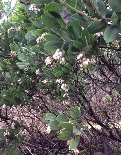 Arctostaphylos columbiana (Hairy manzanita) — photo