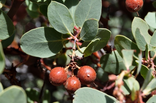 Arctostaphylos glauca (Bigberry manzanita) — photo