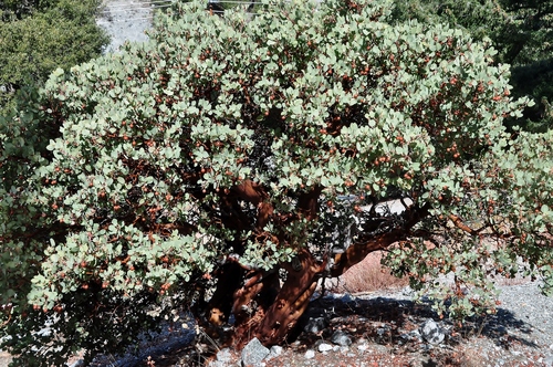 Arctostaphylos glauca (Bigberry manzanita) — photo