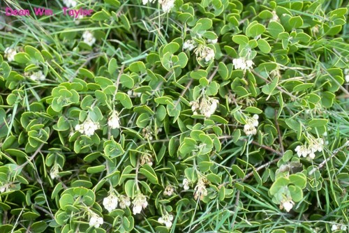 Arctostaphylos hookeri (Monterey manzanita) — photo