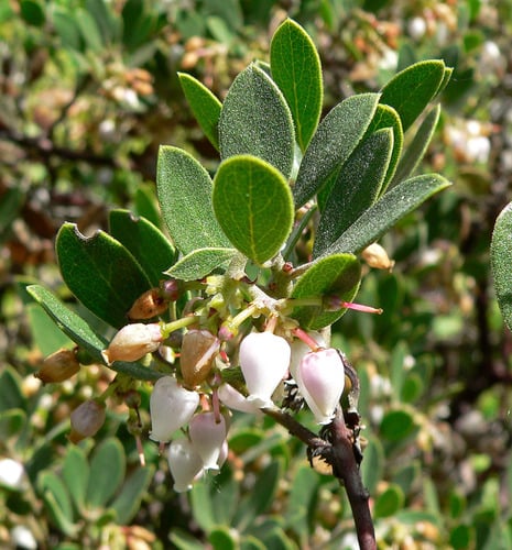 Arctostaphylos hookeri (Monterey manzanita) — photo