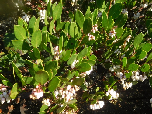 Arctostaphylos manzanita (Manzanita) — photo