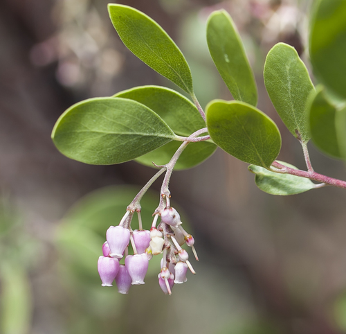 Arctostaphylos manzanita (Manzanita) — photo