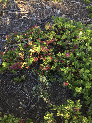 Arctostaphylos nevadensis (Pine-mat manzanita) — photo
