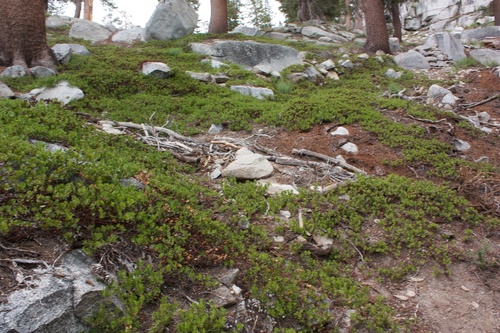 Arctostaphylos nevadensis (Pine-mat manzanita) — photo