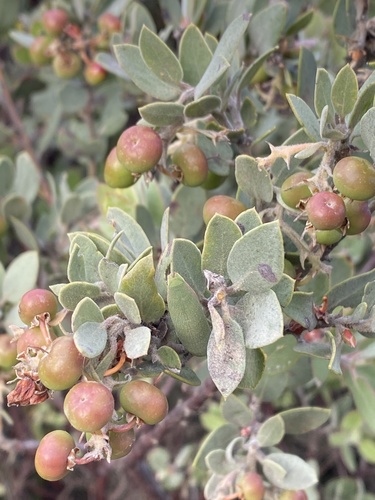 Arctostaphylos obispoensis (Serpentine manzanita) — photo