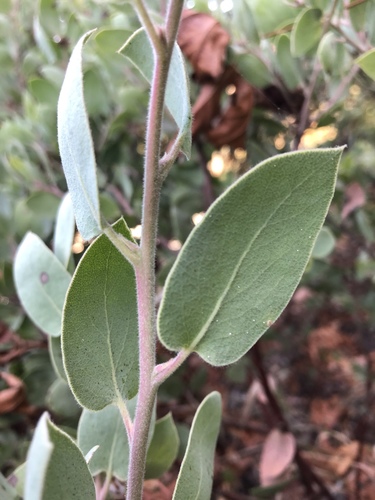Arctostaphylos obispoensis (Serpentine manzanita) — photo