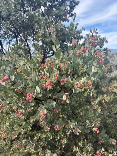 Arctostaphylos obispoensis