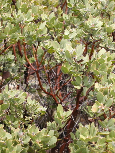 Arctostaphylos parryana (Parry manzanita) — photo