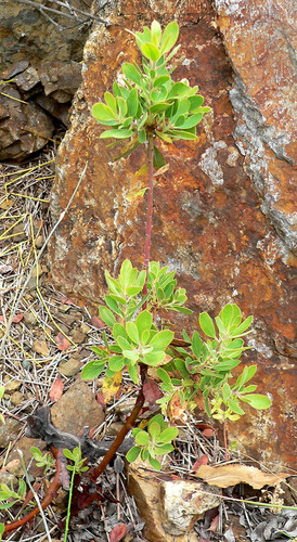 Arctostaphylos parryana (Parry manzanita) — photo
