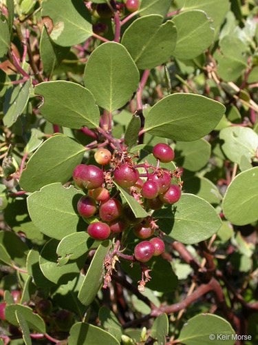 Arctostaphylos patula (Greenleaf manzanita) — photo