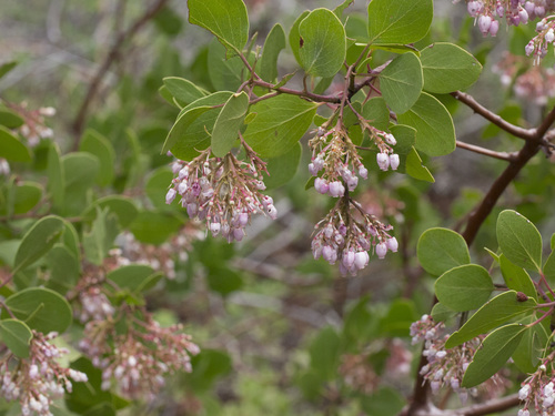 Arctostaphylos patula (Greenleaf manzanita) — photo